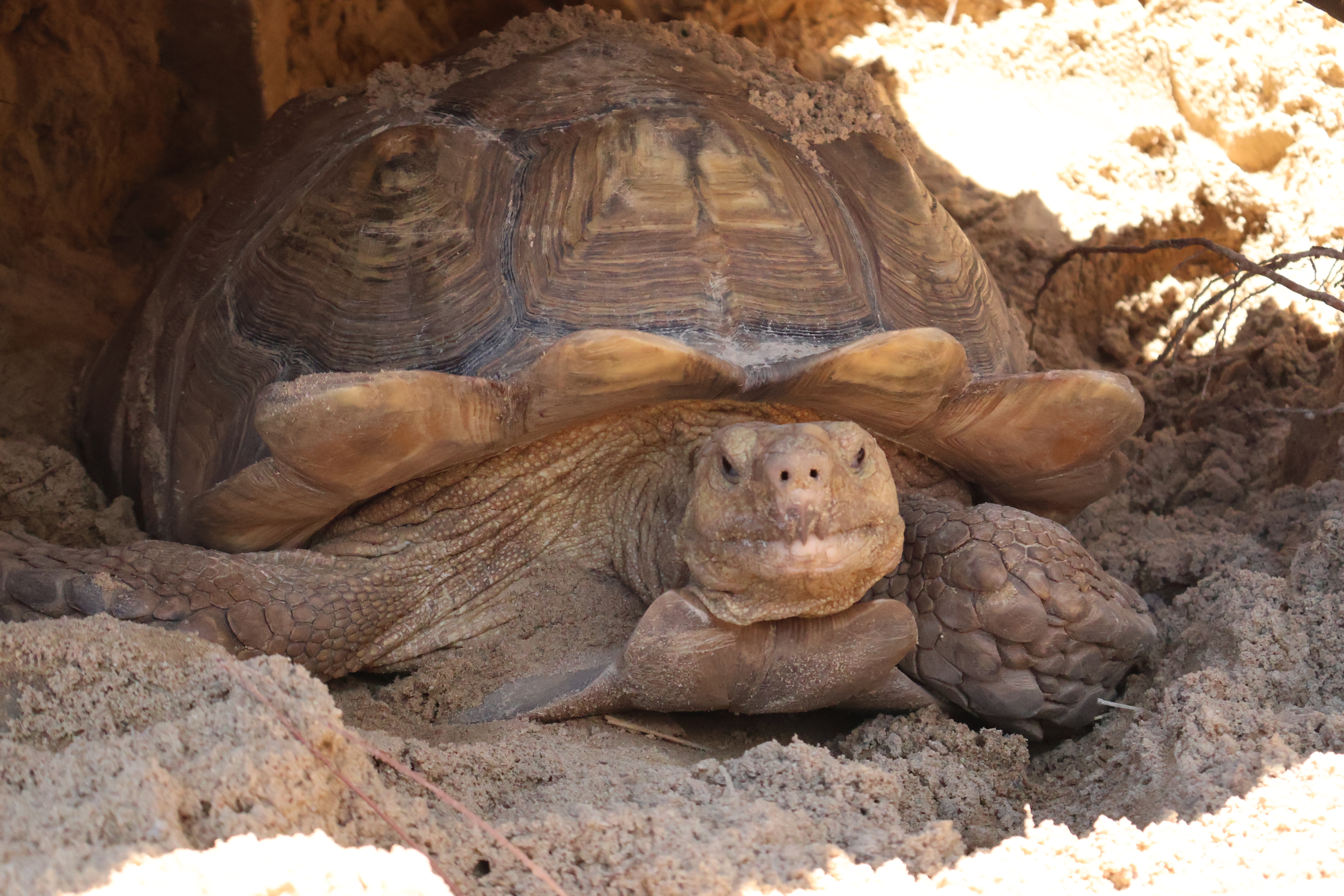African spurred tortoise