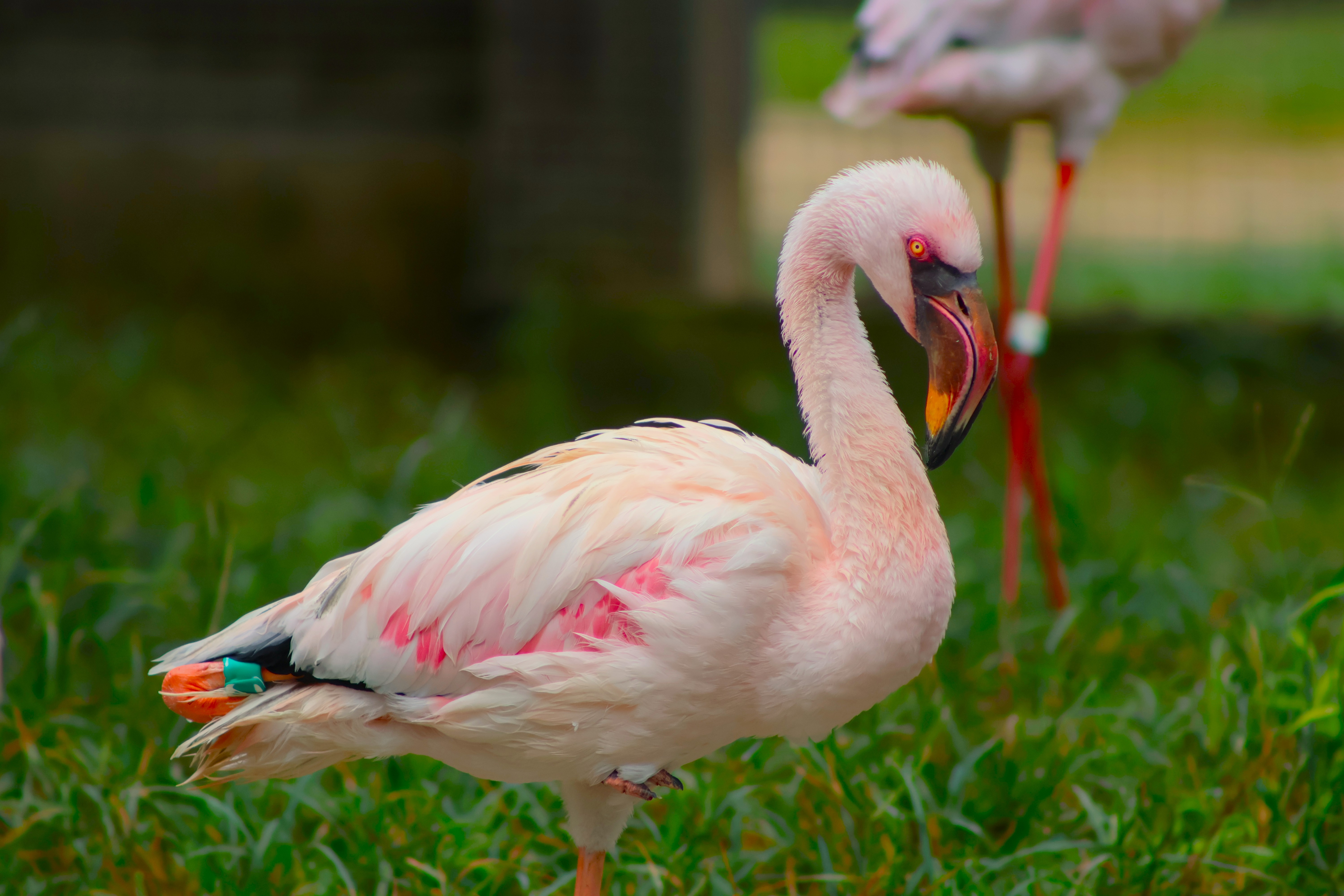 Lesser flamingo