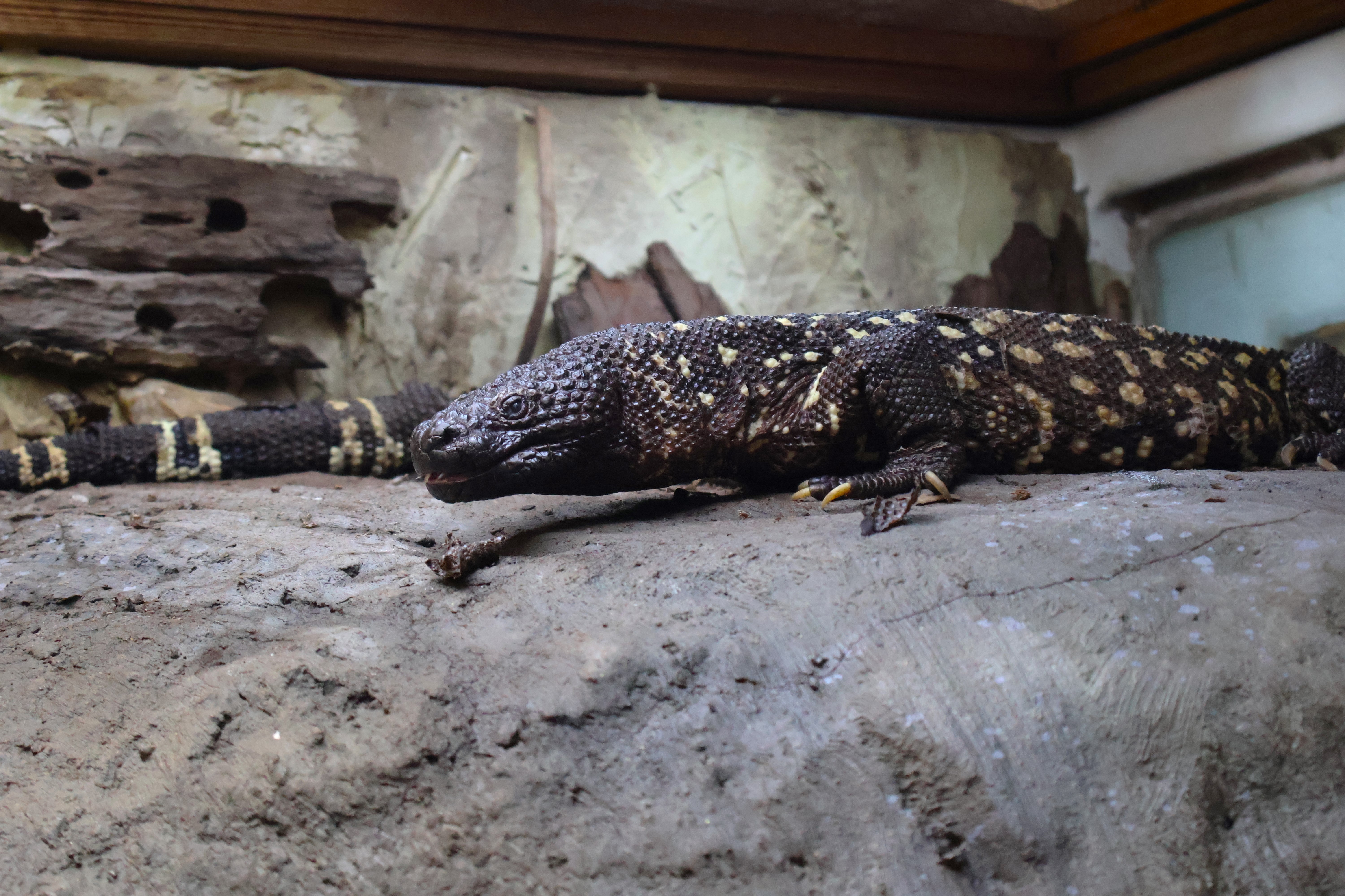 Mexican beaded lizard