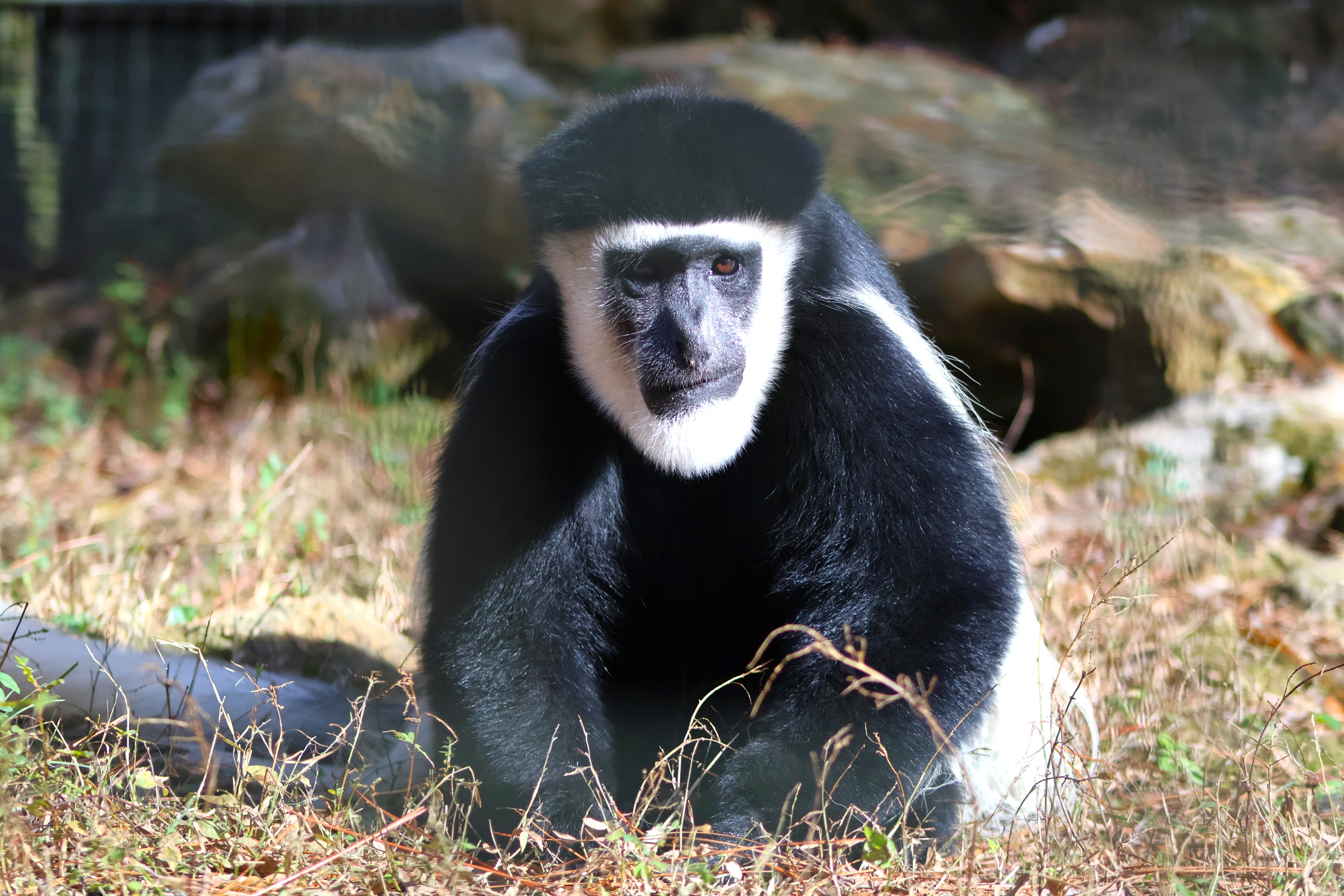 Eastern black-and-white colobus