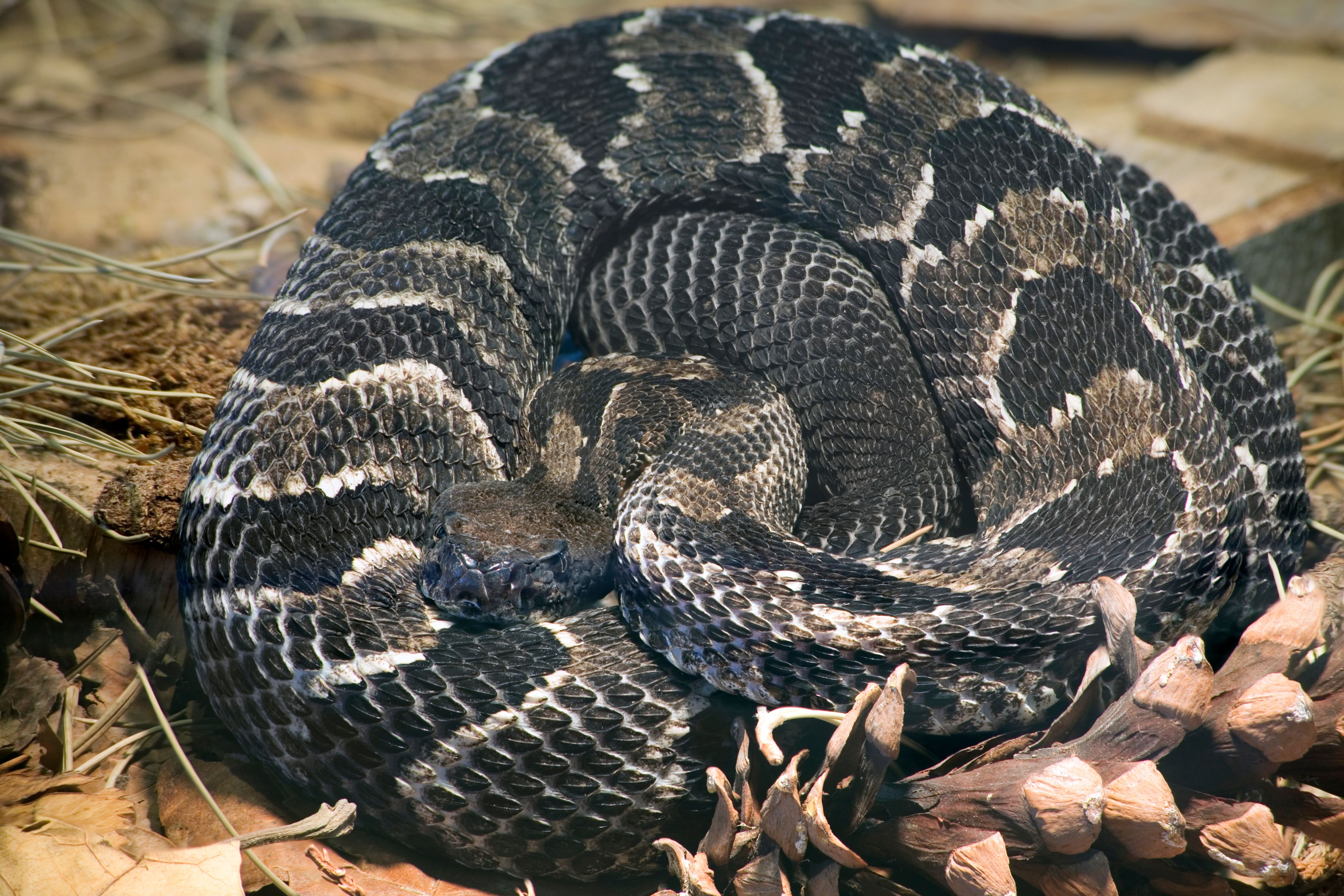 Timber rattlesnake